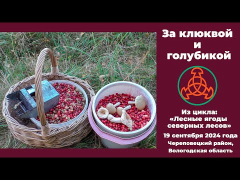 Видео: За клюквой и голубикой. Из цикла:"Лесные ягоды северных лесов" 19 сентября 2024 года.