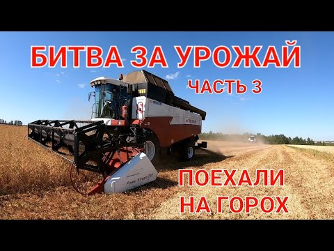Видео: Уборка 2022 продолжается. На очереди горох. Сельские будни тракториста.Уборка гороха. Сельская жизнь