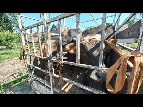 Видео: Здав бичків😯 Скільки заробив? Які затрати на 5 бичків?