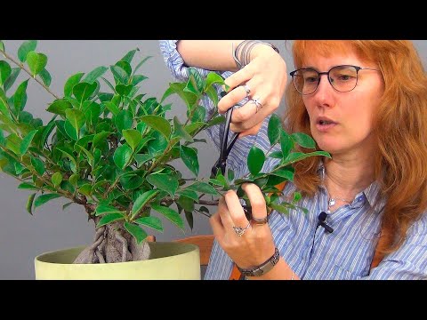 Видео: Фикус Микрокарпа (ч.7).