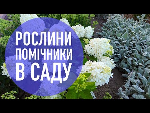 Видео: Рослини- помічники!