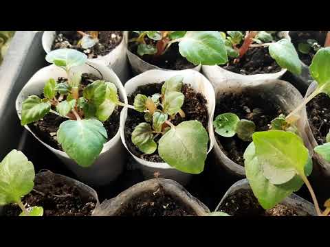 Видео: КАК ПРАВИЛЬНО ПРИЩИПЫВАТЬ БАЛЬЗАМИН.НЕ УПУСТИТЕ ОБЯЗАТЕЛЬНУЮ ПРИЩИПКУ.