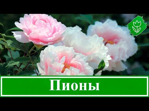 Видео: Пионы – уход и посадка в саду