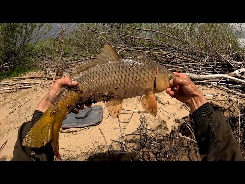 Видео: Очередной удачный выезд на резинку. (Сазан, ауха краснопёрка.)
