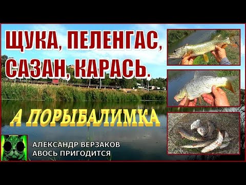 Видео: Щука, сазан, карась, пеленгас. А если нет нереиса?