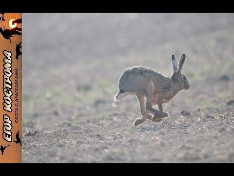 Видео: Охота на зайца. Первая встреча в новом, 2025 году, зимний чернотроп.