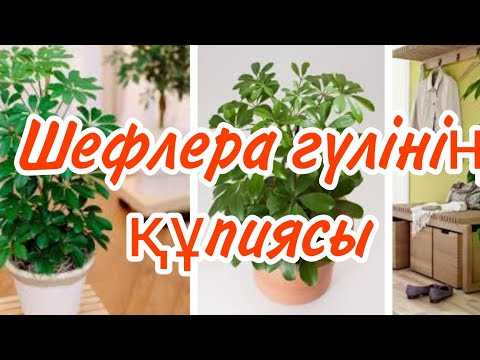 Видео: Шефлера гүлінің күтімі, пересадкасы ,көбейтілуі            #үйгүлдері #гүл#шефлера