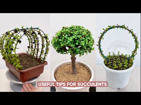 Видео: Простой уход за суккулентами для начинающих!