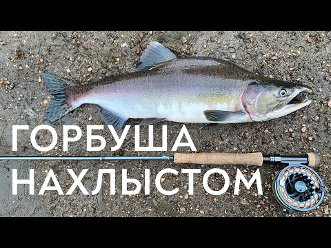 Видео: Ловлю ГОРБУШУ нахлыстом. Река КИШИТ рыбой!