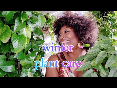 Видео: Советы по уходу за растениями Pothos 💨 Зимний сезон