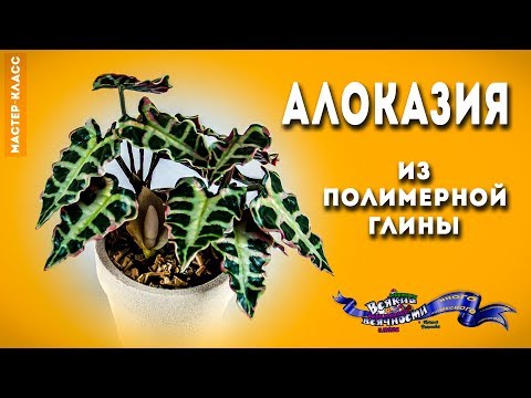 Видео: Алоказия из полимерной глины | мастер-класс