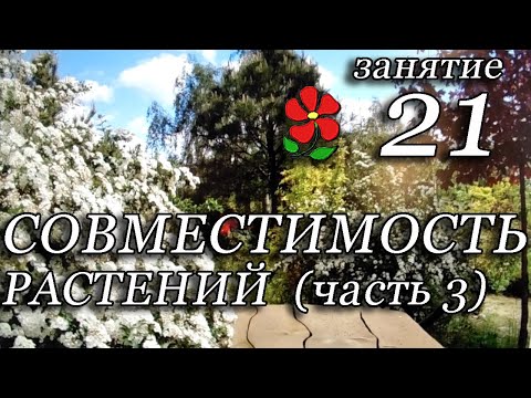 Видео: Совместимость растений в группе, часть 3. Курсы, занятие 21.