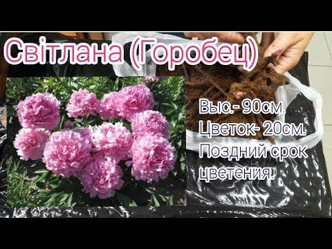 Видео: Пионы от Игоря Марчевского (IgorM) Распаковка!!!