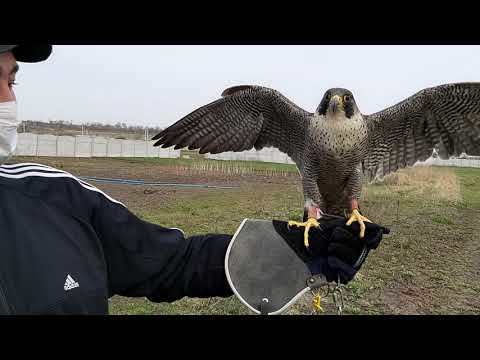 Видео: Сокол САПСАН:)  КРУТАЯ история 🦅🦅🦅как вернули потеряшку 🤘🤘🤘