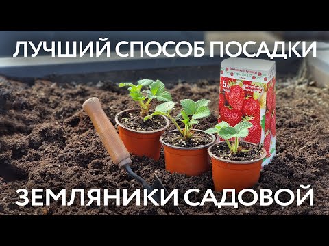 Видео: Посадка рассады земляники в открытый грунт. Выращивание земляники садовой (клубники)