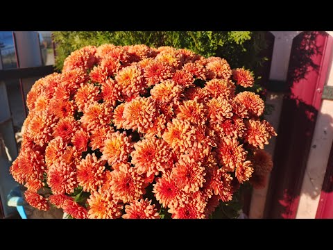 Видео: РАЗВИТИЕ ХРИЗАНТЕМЫ ОТ МОМЕНТА БУТОНИЗАЦИИ  ДО ПОЛНОГО ЦВЕТЕНИЯ КУСТА.