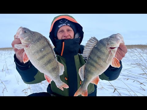 Видео: ПОПАЛ НА РАЗДАЧУ ГОРБАЧЕЙ! Крупный ОКУНЬ на БАЛАНСИР! Рыбалка 2024.