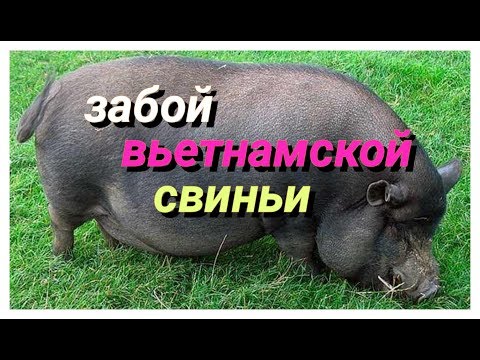 Видео: Забой вьетнамской свиньи.