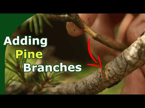 Видео: Легко! Прививка веток на сосне до формирования бонсай, двухлетняя видеосъемка