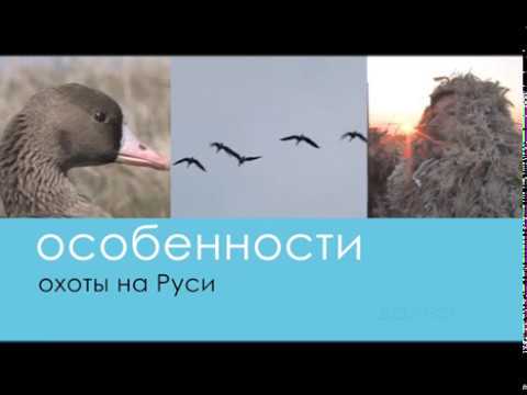 Видео: Охота на Гуся на разливах (Часть 2) - Беляков Хантинг