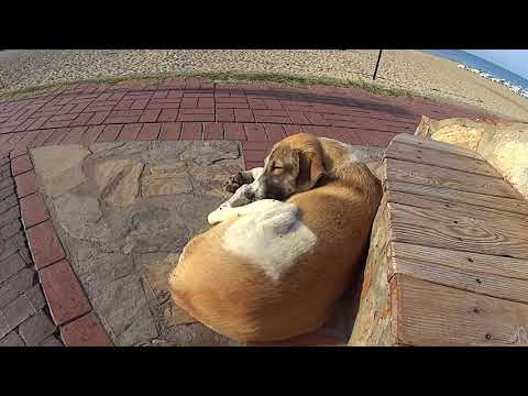 Видео: Собаки и мухи в Турции 1