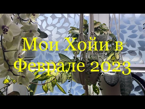 Видео: Мои Хойи в Феврале 2023