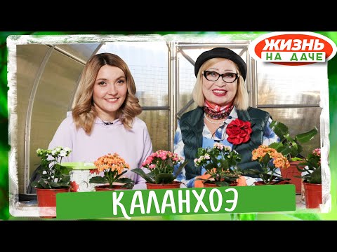 Видео: Каланхоэ! Красивый или полезный комнатный цветок?