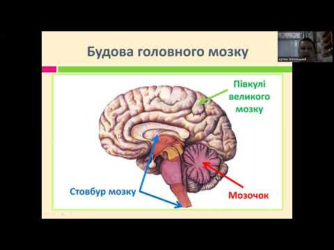 Видео: Головний мозок стовбур мозку, мозочок