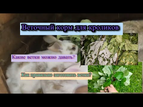 Видео: Веточный корм для кроликов #кролики #кролиководство #разведениекроликов #мясныекролики