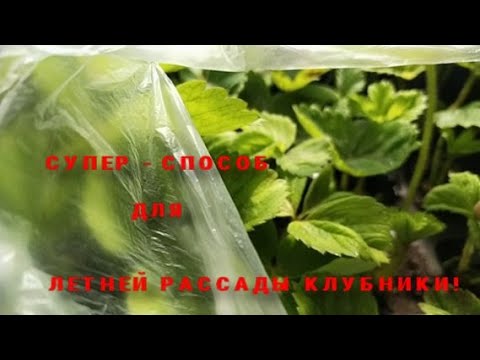 Видео: Способ укоренения клубники под пленкой работает! Огурцы в теплице