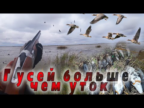 Видео: Лучшая охота сезона. Много Гуся и Утки