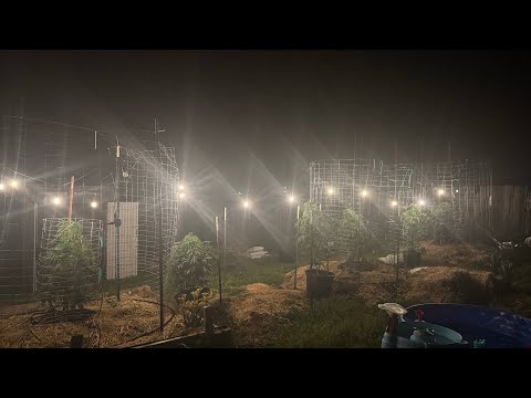 Видео: «Битва деревьев» Эпизод 3 (Крупнейший в мире конкурс растений)