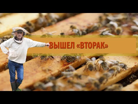Видео: ПЧЕЛОВОДСТВО № 40  Что делать, когда выходит «вторак»