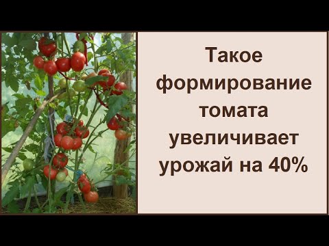 Видео: Как формировать высокие томаты в два стебля для большого урожая