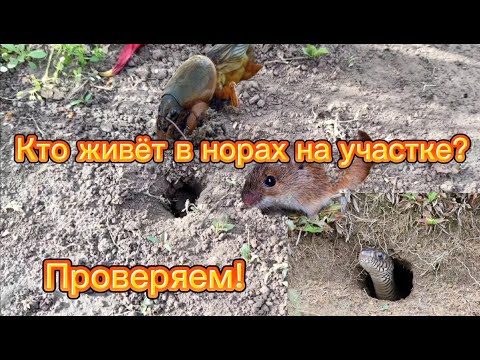 Видео: Норы на садовом участке. Кто их роет и живёт в них? Решили проверить!