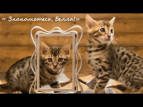 Видео: #1.Знакомьтесь,Белла!🐆Все о бенгальской кошке...и немного больше!#kitten #cat #бенгальскаякошка #лео