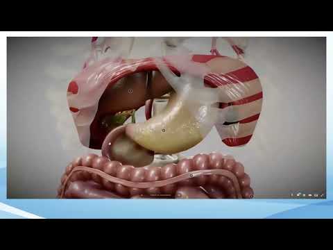 Видео: 8.1.2.3 адамның ас қорыту жүйесінің құрылысы мен қызметтері арасындағы өзара байланысты анықтау