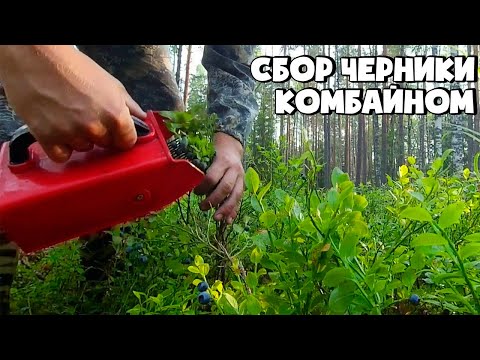 Видео: КАК ПРАВИЛЬНО СОБИРАТЬ ЧЕРНИКУ КОМБАЙНОМ (СОВКОМ)