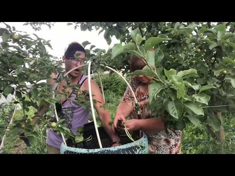 Видео: Миняева Юлия и Миняев Илья . ШОК !!! ДЫНЯ В БОЧКЕ !!! Семейные посиделки