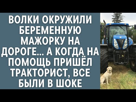 Видео: Волки окружили беременную мажорку на дороге… А когда на помощь пришёл тракторист, все были в шоке