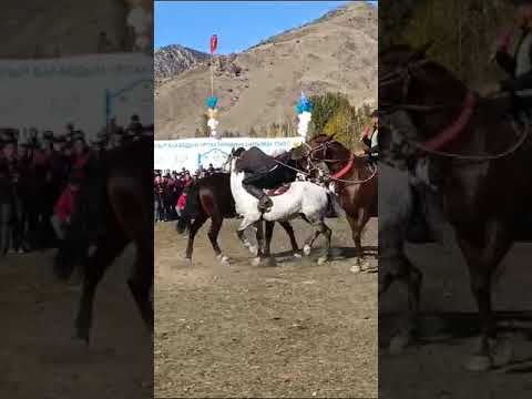 Видео: БААТЫР БАКАЛ УРПАКТАРЫ 👏🐴💪ЭР ЭНИШ👍