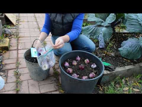 Видео: Сажаем гиацинты по-новому