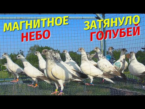 Видео: Первый выпуск Бешенных голубей - Молодые голуби 2025😲