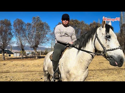 Видео: Тектуу жылкы Атка жооп +996-777-735-455.  14 ноября 2025 г.