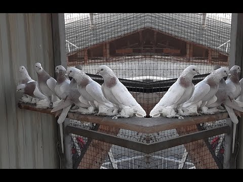 Видео: Казахстанские голуби в Деле , Бой - Тяга / Best Pigeon of Kazakhstan (Вячеслав / г.Жаркент )