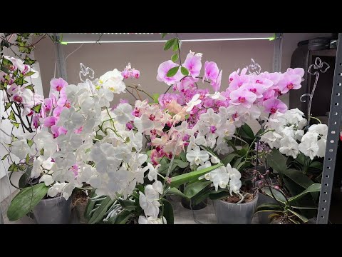 Видео: ОРХИДЕЯ ЛЮБИТ эти 5 вещей! ЖАЛЕЮ, что РАНЬШЕ об этом не знала! Благоприятные условия