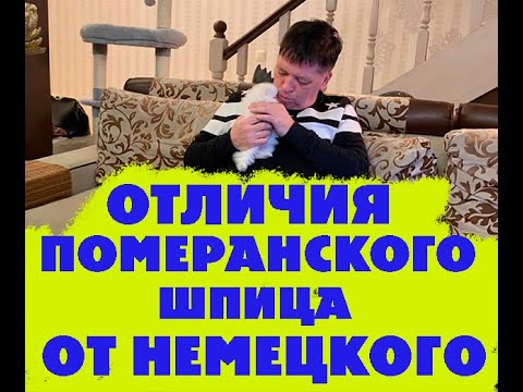 Видео: Есть ли отличия немецкого шпица от померанского