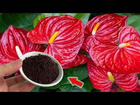 Видео: Просто кофе! Слабый антуриум сразу же отращивает 1001 корень и цветочные ветки!