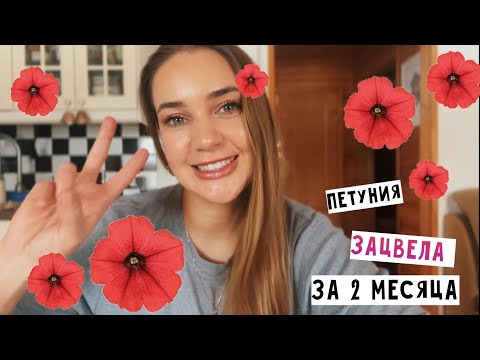 Видео: Петунии 🌸от посева до цветения. Обзор рассады на конец марта. Новый инструмент ✂️ +SUB