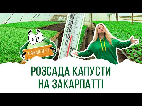 Видео: РОЗСАДА КАПУСТИ НА ЗАКАРПАТТІ